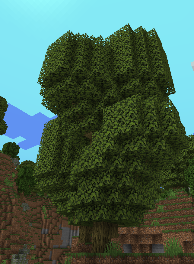 An image of the Sycamore Tree